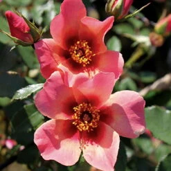 Beetrose 'For Your Eyes Only®', Apricot Rot, Topf 6 Liter