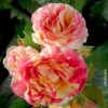 Französische Rose 'Claude Monet'®, Topf 6 Liter