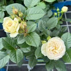 Duftende Strauchrose 'Artemis®', Cremeweiß, Topf 6 Liter -Naturgrün Verkaufsgeschäft 0460500339 Artemis Strauchrose cremeweiss 4 126475