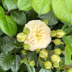 Duftende Strauchrose 'Artemis®', Cremeweiß, Topf 6 Liter -Naturgrün Verkaufsgeschäft 0460500339 Artemis Strauchrose cremeweiss 5 126474