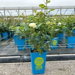 Duftende Strauchrose 'Artemis®', Cremeweiß, Topf 6 Liter -Naturgrün Verkaufsgeschäft 0460500339 Artemis Strauchrose cremeweiss 8 126473