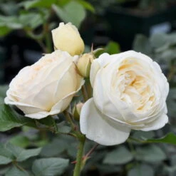 Duftende Strauchrose 'Artemis®', Cremeweiß, Topf 6 Liter -Naturgrün Verkaufsgeschäft 0460500339 Artemis RGB