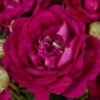 Kletterrose 'Rosengarten Zweibrücken®', Purpur-violett, Topf 6 Liter