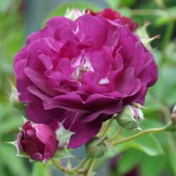 Kletterrose 'Rosengarten Zweibrücken®', Purpur-violett, Topf 6 Liter -Naturgrün Verkaufsgeschäft 0460600371 Rosengarten Zweibruecken RGB 6055