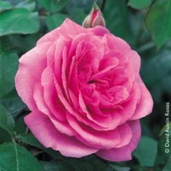 Englische Rose 'Gertrude Jekyll' (Ausbord), Rosa, Doppelbogen, Topf 10 Liter -Naturgrün Verkaufsgeschäft 0460750328 Englische Rose Gertrude Jekyll RGB Copyright NEU 01 42120