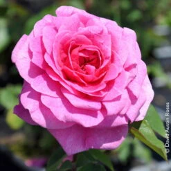 Englische Rose 'Gertrude Jekyll' (Ausbord), Rosa, Doppelbogen, Topf 10 Liter -Naturgrün Verkaufsgeschäft 0460750328 Englische Rose Gertrude Jekyll RGB Copyright NEU 42119