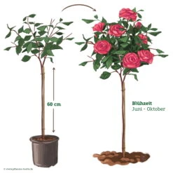 Stammrose 'Kölle's Rosensymphonie'®, Edelrose, Stammhöhe 60 Cm Im 7,5 Liter Topf -Naturgrün Verkaufsgeschäft 046080 Rosenstamm pink 122127