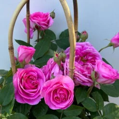 Englische Rose 'Gertrude Jekyll' (Ausbord), Rosa, Doppelbogen, Topf 10 Liter -Naturgrün Verkaufsgeschäft 0460850639 rose gertrude jekyll premium doppelbogen 10 124612