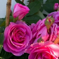Englische Rose 'Gertrude Jekyll' (Ausbord), Rosa, Doppelbogen, Topf 10 Liter -Naturgrün Verkaufsgeschäft 0460850639 rose gertrude jekyll premium doppelbogen 11 124616