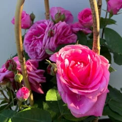 Englische Rose 'Gertrude Jekyll' (Ausbord), Rosa, Doppelbogen, Topf 10 Liter -Naturgrün Verkaufsgeschäft 0460850639 rose gertrude jekyll premium doppelbogen 12 124615
