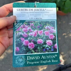 Englische Rose 'Gertrude Jekyll' (Ausbord), Rosa, Doppelbogen, Topf 10 Liter -Naturgrün Verkaufsgeschäft 0460850639 rose gertrude jekyll premium doppelbogen 13 124614