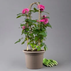 Englische Rose 'Gertrude Jekyll' (Ausbord), Rosa, Doppelbogen, Topf 10 Liter -Naturgrün Verkaufsgeschäft 0460850639 rose gertrude jekyll premium doppelbogen 1 125104