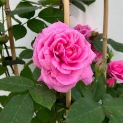 Englische Rose 'Gertrude Jekyll' (Ausbord), Rosa, Doppelbogen, Topf 10 Liter -Naturgrün Verkaufsgeschäft 0460850639 rose gertrude jekyll premium doppelbogen 3 124613