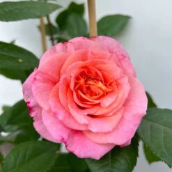Duftende Edelrose 'Augusta Luise®', Rose-aprikot, Doppelbogen, Topf 10 Liter -Naturgrün Verkaufsgeschäft 0460850656 rose augusta luise doppelbogen 10 123901