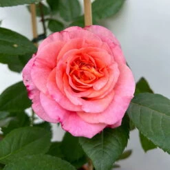Duftende Edelrose 'Augusta Luise®', Rose-aprikot, Doppelbogen, Topf 10 Liter -Naturgrün Verkaufsgeschäft 0460850656 rose augusta luise doppelbogen 11 123903