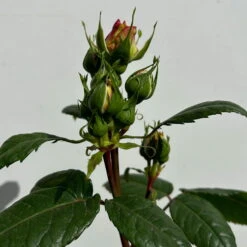 Duftende Edelrose 'Augusta Luise®', Rose-aprikot, Doppelbogen, Topf 10 Liter -Naturgrün Verkaufsgeschäft 0460850656 rose augusta luise doppelbogen 3 123900