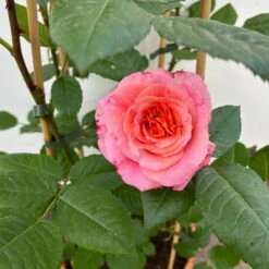 Duftende Edelrose 'Augusta Luise®', Rose-aprikot, Doppelbogen, Topf 10 Liter -Naturgrün Verkaufsgeschäft 0460850656 rose augusta luise doppelbogen 9 123902