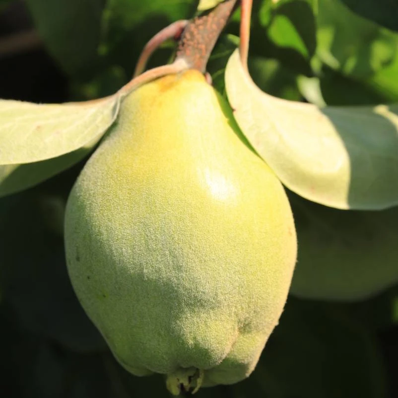 Bio Birnenquitte 'Cydora Robusta'Ⓢ, Topf 10 Liter 1 Bio Birnenquitte 'Cydora Robusta'Ⓢ, Topf 10 Liter