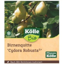 Bio Birnenquitte 'Cydora Robusta'Ⓢ, Topf 10 Liter 8 Bio Birnenquitte 'Cydora Robusta'Ⓢ, Topf 10 Liter -Naturgrün Verkaufsgeschäft 0480300060 Koelle Bio Cydora Robusta Birnenquitte Busch 1 119767