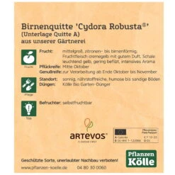 Bio Birnenquitte 'Cydora Robusta'Ⓢ, Topf 10 Liter 9 Bio Birnenquitte 'Cydora Robusta'Ⓢ, Topf 10 Liter -Naturgrün Verkaufsgeschäft 0480300060 Koelle Bio Cydora Robusta Birnenquitte Busch 2 119768