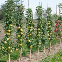 Kölle Bio Säulenapfel 'Greencatsⓢ', Unterlage MM 111, Topf 10 Liter 5 Kölle Bio Säulenapfel 'Greencatsⓢ', Unterlage MM 111, Topf 10 Liter -Naturgrün Verkaufsgeschäft 0480650009 K.B. Greencats Saeulenapfel Co 10 lt. 86623