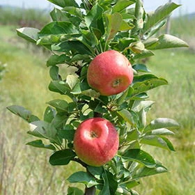 Kölle Bio Säulenapfel 'Rondo'Ⓢ, Unterlage MM 111, Topf 10 Liter 1 Kölle Bio Säulenapfel 'Rondo'Ⓢ, Unterlage MM 111, Topf 10 Liter