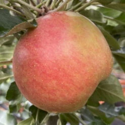 Kölle Bio Säulenapfel 'Rhapsodie'Ⓢ, Unterlage MM 111, Topf 10 Liter -Naturgrün Verkaufsgeschäft 0480650016 KB Rhapsodie Saeulenapfel 2 115630