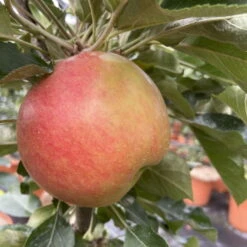 Kölle Bio Säulenapfel 'Rhapsodie'Ⓢ, Unterlage MM 111, Topf 10 Liter -Naturgrün Verkaufsgeschäft 0480650016 KB Rhapsodie Saeulenapfel 3 115629