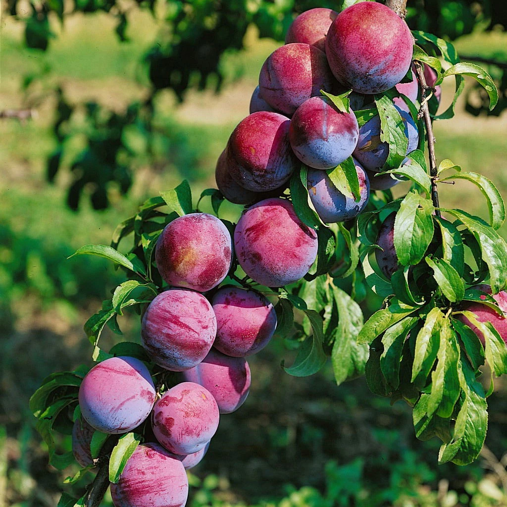 Kölle Bio Säulenmirabelle 'Ruby'®, Topf 10 Liter 1 Kölle Bio Säulenmirabelle 'Ruby'®, Topf 10 Liter