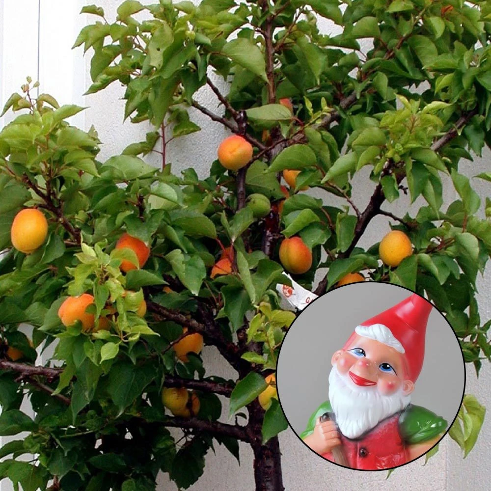 Kölle Bio Zwergaprikose 'Aprigold'®, Topf 7,5 Liter 1 Kölle Bio Zwergaprikose 'Aprigold'®, Topf 7,5 Liter