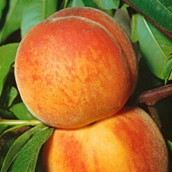 Kölle Bio Zwergpfirsich 'Amber'® Pix ZeeⓈ, Topf 7,5 Liter 10 Kölle Bio Zwergpfirsich 'Amber'® Pix ZeeⓈ, Topf 7,5 Liter -Naturgrün Verkaufsgeschäft 0480670029 KB Zwergpfirsich Amber Co 7 5l 49535