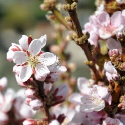 Kölle Bio Zwergpfirsich 'Amber'® Pix ZeeⓈ, Topf 7,5 Liter 11 Kölle Bio Zwergpfirsich 'Amber'® Pix ZeeⓈ, Topf 7,5 Liter -Naturgrün Verkaufsgeschäft 0480670029 Zwergpfirsich Amber Bluete Co 7 5l 49709