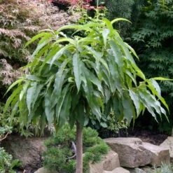 Kölle Bio Zwergpfirsich 'Diamond'® ZaipeviⓈ, Topf 7,5 Liter -Naturgrün Verkaufsgeschäft 0480670030 KB Zwergpfirsich Diamond Co 7 5l 49536