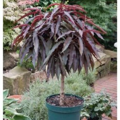 Kölle Bio Rotlaubiger Zwergpfirsich "Crimson® BonfireⓈ, Im 7,5 L Topf 5 Kölle Bio Rotlaubiger Zwergpfirsich "Crimson® BonfireⓈ, Im 7,5 L Topf -Naturgrün Verkaufsgeschäft 0480670041 KB Zwergpfirsich St Crimson Co 7 5 lt 62173