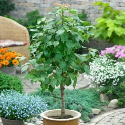 Kölle Bio Zwergbirne 'Garden Surprise'®, Topf 7,5 Liter -Naturgrün Verkaufsgeschäft 0480670052 Zwergbirne Garden Surprise Sta 40 Co. 7 lt 1 86628