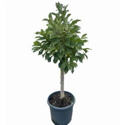 Kölle Bio Zwergsauerkirsche 'Cinderella®', Topf 7,5 Liter -Naturgrün Verkaufsgeschäft 0480670076 KB Zwergsauerkirsche Cinderella 3 115656