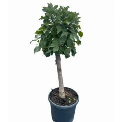 Kölle Bio Zwergsauerkirsche 'Cinderella®', Topf 7,5 Liter -Naturgrün Verkaufsgeschäft 0480670076 KB Zwergsauerkirsche Cinderella 6 115657