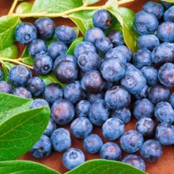 Heidelbeeren 'Frühe Ernte', 4er-Set, Topf Je 2 Liter 7 Heidelbeeren 'Frühe Ernte', 4er-Set, Topf Je 2 Liter -Naturgrün Verkaufsgeschäft 0480890240 Heidelbeeren Duke luecrop frueh mittel Co1 71913