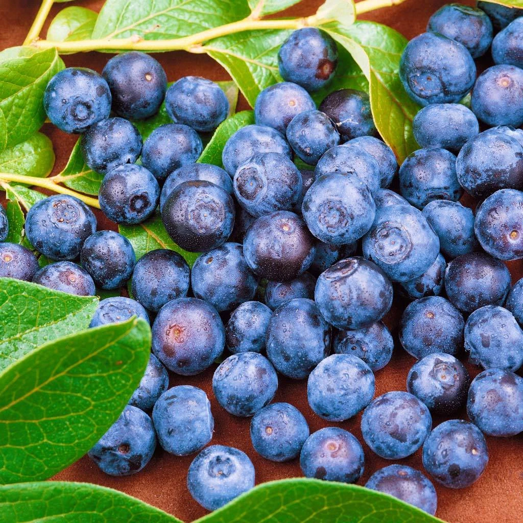 Heidelbeeren 'Frühe Ernte', 4er-Set, Topf Je 2 Liter 2 Heidelbeeren 'Frühe Ernte', 4er-Set, Topf Je 2 Liter – Bild 2