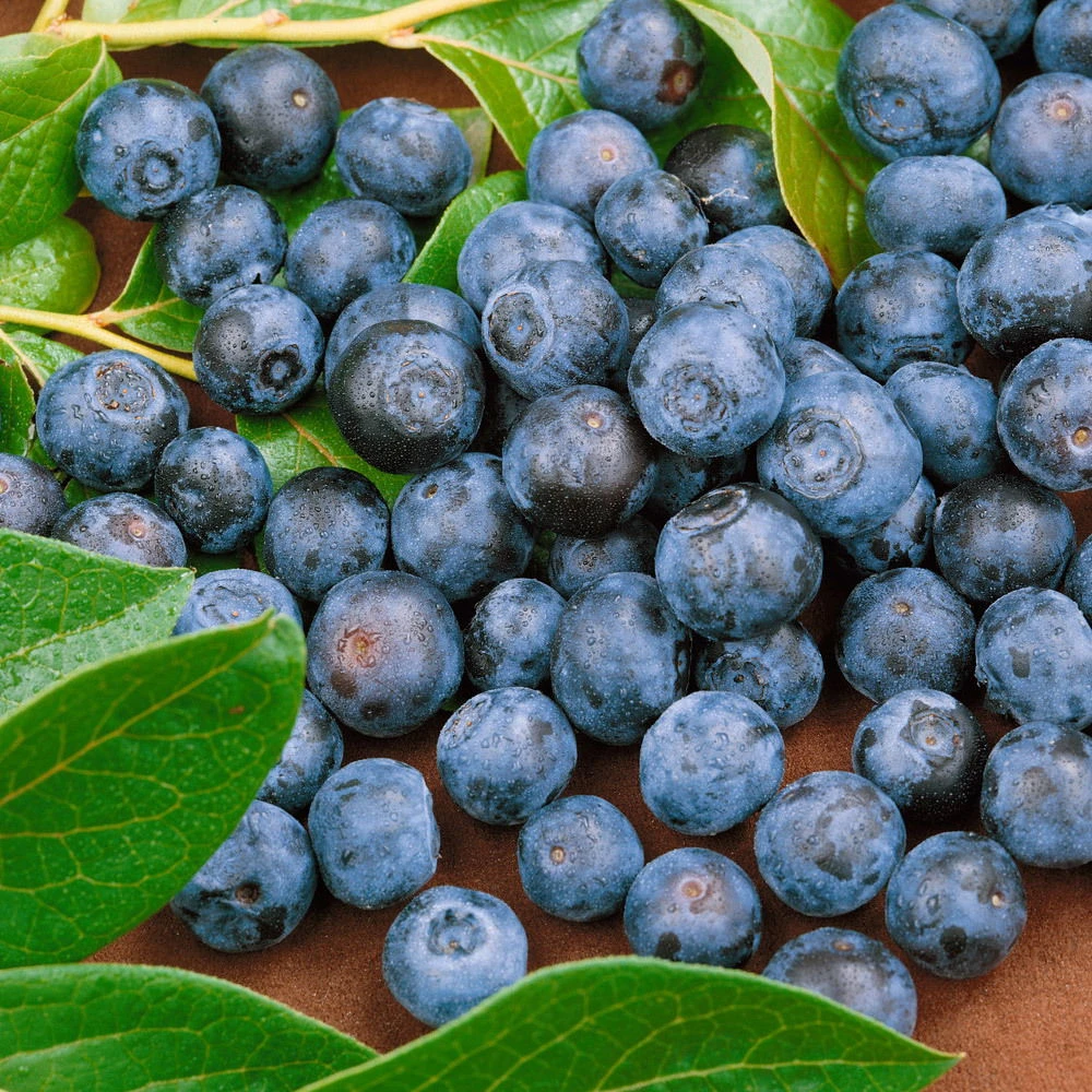 Heidelbeere 'Duke', Frühreifend, Topf 5 Liter, 4er-Set 1 Heidelbeere 'Duke', Frühreifend, Topf 5 Liter, 4er-Set