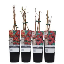 Herbsthimbeeren, 'Blissy® Autumn Bliss' + 'Heritage', 4er-Set, Topf Je 2 Liter -Naturgrün Verkaufsgeschäft 0480900203 Herbsthimbeeren Autumn Blis Heritage 4er Set Co 2 lt WEB 2 89622