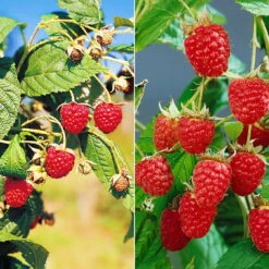 Herbsthimbeeren, 'Blissy® Autumn Bliss' + 'Heritage', 4er-Set, Topf Je 2 Liter