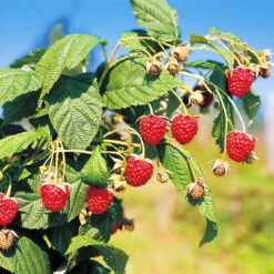 Herbsthimbeeren, 'Blissy® Autumn Bliss' + 'Heritage', 4er-Set, Topf Je 2 Liter -Naturgrün Verkaufsgeschäft 0480900203 Herbsthimbeeren Autumn Bliss Heritage 4er Set1 76452