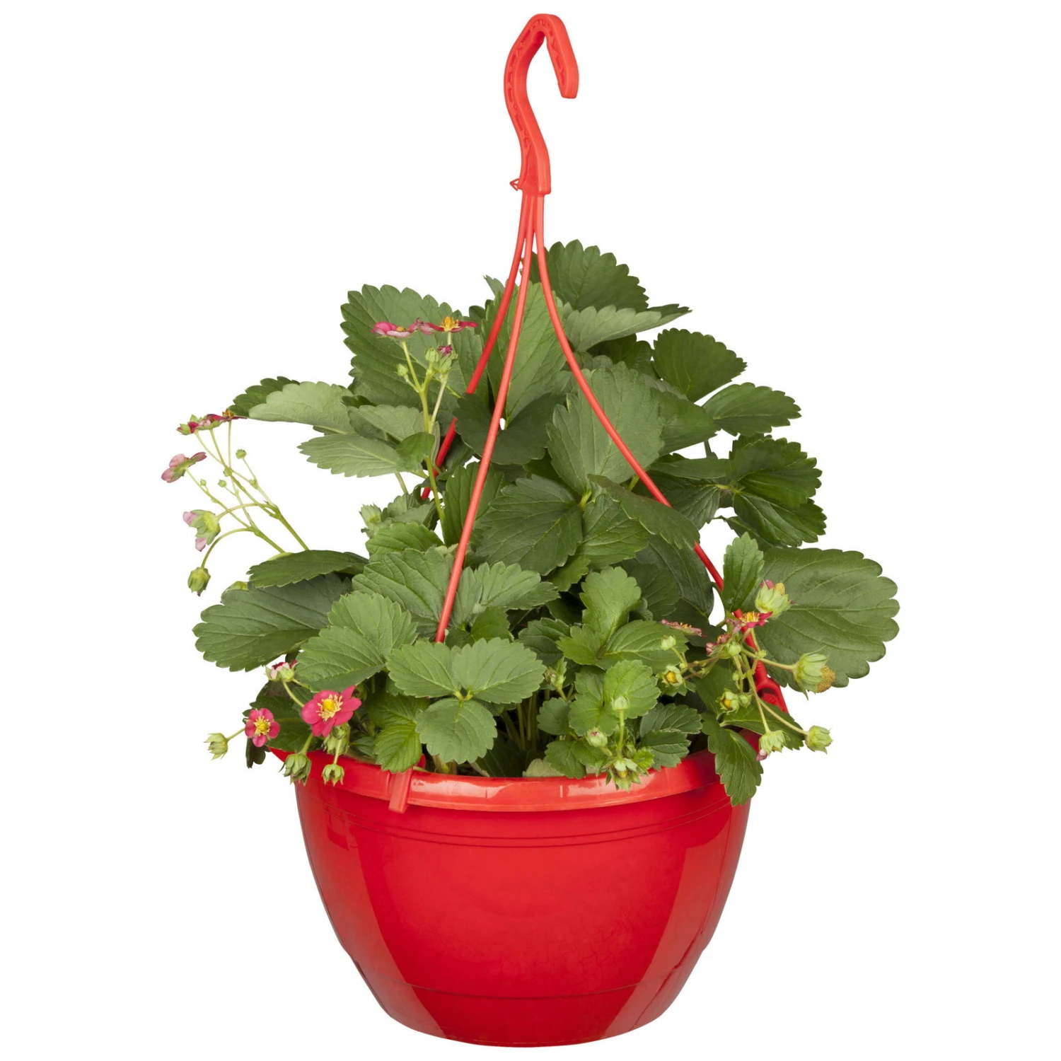 Erdbeere 'Fragoo® Toscana', Frühreif & öftertragend, Ampeltopf-Ø 27 Cm 1 Erdbeere 'Fragoo® Toscana', Frühreif & öftertragend, Ampeltopf-Ø 27 Cm