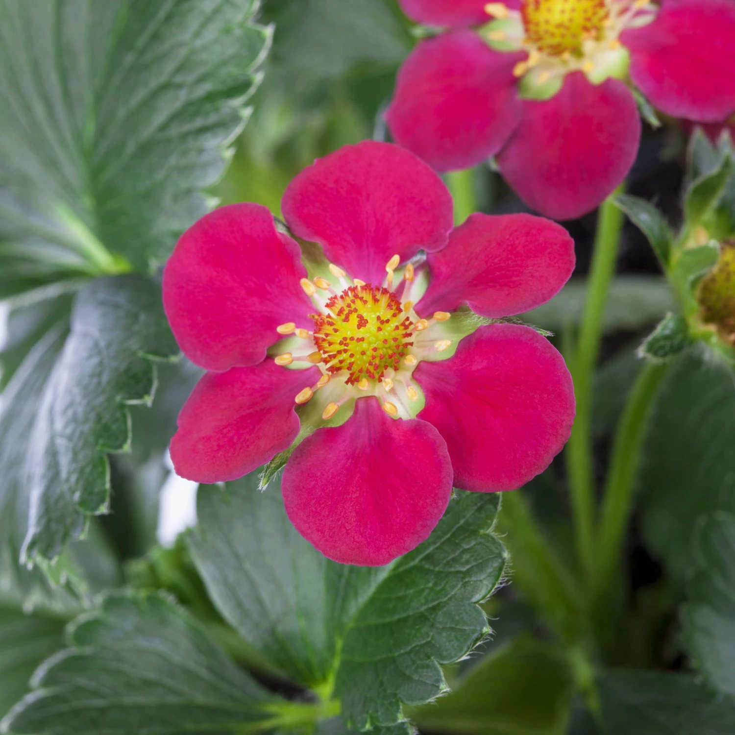 Erdbeere 'Fragoo® Toscana', Frühreif & öftertragend, Ampeltopf-Ø 27 Cm 3 Erdbeere 'Fragoo® Toscana', Frühreif & öftertragend, Ampeltopf-Ø 27 Cm – Bild 3