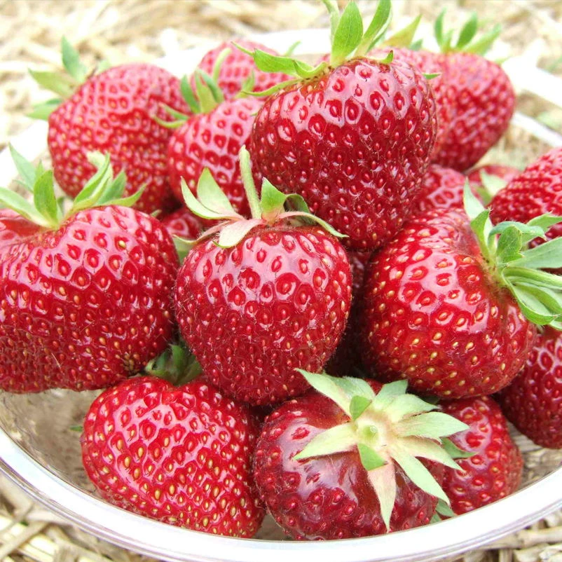 6er-Set Erdbeere Hummi® 'Aroma-Auslese', Je Im 9 Cm Topf 1 6er-Set Erdbeere Hummi® 'Aroma-Auslese', Je Im 9 Cm Topf