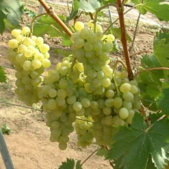 Tafeltraube 'Fanny®'