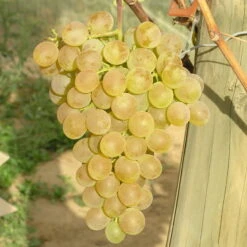 Tafeltraube 'Fanny®' -Naturgrün Verkaufsgeschäft 0480930125 Koelles Beste Tafeltraube Fanny weiss RGB 7007