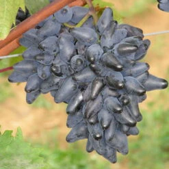 Tafeltraube 'Philipp®' -Naturgrün Verkaufsgeschäft 0480930164 Koelles Beste Tafeltraube Phillip blau dattelfoermig RGB 2 6994