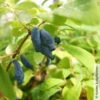 Sibirische Blaubeere, Lonicera Kamtschatika 'Eisbär®', Im Topf 5 Liter
